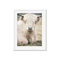 Picture of Furry Cow _GroupedProduct_Rectangle_Portrait_Photography _GroupedProduct_Rectangle_Portrait_Framed_Matted_
