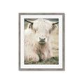 Picture of Furry Cow _GroupedProduct_Rectangle_Portrait_Photography _GroupedProduct_Rectangle_Portrait_Framed_Matted_