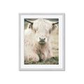 Picture of Furry Cow _GroupedProduct_Rectangle_Portrait_Photography _GroupedProduct_Rectangle_Portrait_Framed_Matted_