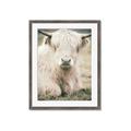 Picture of Furry Cow _GroupedProduct_Rectangle_Portrait_Photography _GroupedProduct_Rectangle_Portrait_Framed_Matted_
