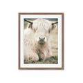 Picture of Furry Cow _GroupedProduct_Rectangle_Portrait_Photography _GroupedProduct_Rectangle_Portrait_Framed_Matted_