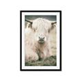 Picture of Furry Cow _GroupedProduct_Rectangle_Portrait_Photography _GroupedProduct_Rectangle_Portrait_Framed_Matted_