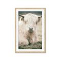Picture of Furry Cow _GroupedProduct_Rectangle_Portrait_Photography _GroupedProduct_Rectangle_Portrait_Framed_Matted_