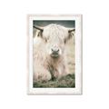 Picture of Furry Cow _GroupedProduct_Rectangle_Portrait_Photography _GroupedProduct_Rectangle_Portrait_Framed_Matted_