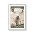 Picture of Furry Cow _GroupedProduct_Rectangle_Portrait_Photography _GroupedProduct_Rectangle_Portrait_Framed_Matted_