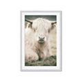 Picture of Furry Cow _GroupedProduct_Rectangle_Portrait_Photography _GroupedProduct_Rectangle_Portrait_Framed_Matted_