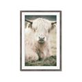 Picture of Furry Cow _GroupedProduct_Rectangle_Portrait_Photography _GroupedProduct_Rectangle_Portrait_Framed_Matted_