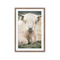 Picture of Furry Cow _GroupedProduct_Rectangle_Portrait_Photography _GroupedProduct_Rectangle_Portrait_Framed_Matted_