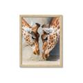 Picture of Giraffe Pals  _GroupedProduct_Rectangle_Portrait_Photography _GroupedProduct_Rectangle_Portrait_Framed_Matted_