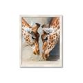 Picture of Giraffe Pals  _GroupedProduct_Rectangle_Portrait_Photography _GroupedProduct_Rectangle_Portrait_Framed_Matted_