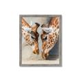 Picture of Giraffe Pals  _GroupedProduct_Rectangle_Portrait_Photography _GroupedProduct_Rectangle_Portrait_Framed_Matted_