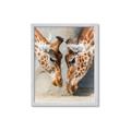 Picture of Giraffe Pals  _GroupedProduct_Rectangle_Portrait_Photography _GroupedProduct_Rectangle_Portrait_Framed_Matted_