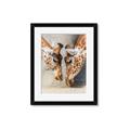 Picture of Giraffe Pals  _GroupedProduct_Rectangle_Portrait_Photography _GroupedProduct_Rectangle_Portrait_Framed_Matted_