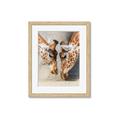 Picture of Giraffe Pals  _GroupedProduct_Rectangle_Portrait_Photography _GroupedProduct_Rectangle_Portrait_Framed_Matted_