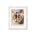 Picture of Giraffe Pals  _GroupedProduct_Rectangle_Portrait_Photography _GroupedProduct_Rectangle_Portrait_Framed_Matted_