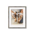 Picture of Giraffe Pals  _GroupedProduct_Rectangle_Portrait_Photography _GroupedProduct_Rectangle_Portrait_Framed_Matted_