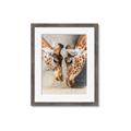 Picture of Giraffe Pals  _GroupedProduct_Rectangle_Portrait_Photography _GroupedProduct_Rectangle_Portrait_Framed_Matted_