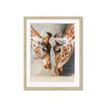 Picture of Giraffe Pals  _GroupedProduct_Rectangle_Portrait_Photography _GroupedProduct_Rectangle_Portrait_Framed_Matted_