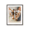 Picture of Giraffe Pals  _GroupedProduct_Rectangle_Portrait_Photography _GroupedProduct_Rectangle_Portrait_Framed_Matted_