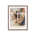 Picture of Giraffe Pals  _GroupedProduct_Rectangle_Portrait_Photography _GroupedProduct_Rectangle_Portrait_Framed_Matted_