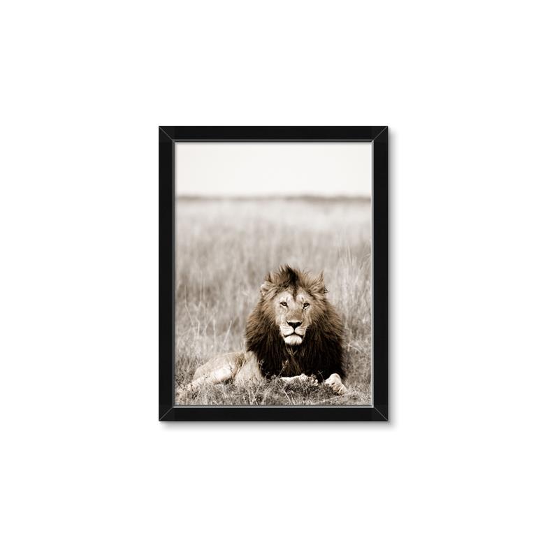 Picture of Lion Stare _GroupedProduct_Rectangle_Portrait_Photography _GroupedProduct_Rectangle_Portrait_Framed_Matted_