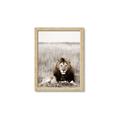 Picture of Lion Stare _GroupedProduct_Rectangle_Portrait_Photography _GroupedProduct_Rectangle_Portrait_Framed_Matted_