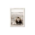 Picture of Lion Stare _GroupedProduct_Rectangle_Portrait_Photography _GroupedProduct_Rectangle_Portrait_Framed_Matted_