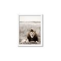 Picture of Lion Stare _GroupedProduct_Rectangle_Portrait_Photography _GroupedProduct_Rectangle_Portrait_Framed_Matted_