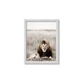 Picture of Lion Stare _GroupedProduct_Rectangle_Portrait_Photography _GroupedProduct_Rectangle_Portrait_Framed_Matted_
