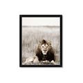 Picture of Lion Stare _GroupedProduct_Rectangle_Portrait_Photography _GroupedProduct_Rectangle_Portrait_Framed_Matted_