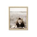 Picture of Lion Stare _GroupedProduct_Rectangle_Portrait_Photography _GroupedProduct_Rectangle_Portrait_Framed_Matted_