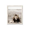 Picture of Lion Stare _GroupedProduct_Rectangle_Portrait_Photography _GroupedProduct_Rectangle_Portrait_Framed_Matted_