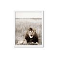 Picture of Lion Stare _GroupedProduct_Rectangle_Portrait_Photography _GroupedProduct_Rectangle_Portrait_Framed_Matted_