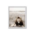 Picture of Lion Stare _GroupedProduct_Rectangle_Portrait_Photography _GroupedProduct_Rectangle_Portrait_Framed_Matted_