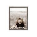 Picture of Lion Stare _GroupedProduct_Rectangle_Portrait_Photography _GroupedProduct_Rectangle_Portrait_Framed_Matted_