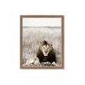 Picture of Lion Stare _GroupedProduct_Rectangle_Portrait_Photography _GroupedProduct_Rectangle_Portrait_Framed_Matted_