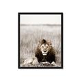 Picture of Lion Stare _GroupedProduct_Rectangle_Portrait_Photography _GroupedProduct_Rectangle_Portrait_Framed_Matted_
