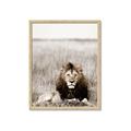 Picture of Lion Stare _GroupedProduct_Rectangle_Portrait_Photography _GroupedProduct_Rectangle_Portrait_Framed_Matted_