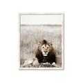 Picture of Lion Stare _GroupedProduct_Rectangle_Portrait_Photography _GroupedProduct_Rectangle_Portrait_Framed_Matted_
