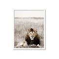 Picture of Lion Stare _GroupedProduct_Rectangle_Portrait_Photography _GroupedProduct_Rectangle_Portrait_Framed_Matted_