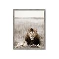 Picture of Lion Stare _GroupedProduct_Rectangle_Portrait_Photography _GroupedProduct_Rectangle_Portrait_Framed_Matted_