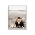 Picture of Lion Stare _GroupedProduct_Rectangle_Portrait_Photography _GroupedProduct_Rectangle_Portrait_Framed_Matted_