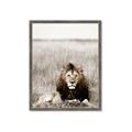 Picture of Lion Stare _GroupedProduct_Rectangle_Portrait_Photography _GroupedProduct_Rectangle_Portrait_Framed_Matted_
