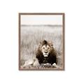 Picture of Lion Stare _GroupedProduct_Rectangle_Portrait_Photography _GroupedProduct_Rectangle_Portrait_Framed_Matted_