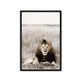 Picture of Lion Stare _GroupedProduct_Rectangle_Portrait_Photography _GroupedProduct_Rectangle_Portrait_Framed_Matted_