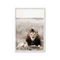 Picture of Lion Stare _GroupedProduct_Rectangle_Portrait_Photography _GroupedProduct_Rectangle_Portrait_Framed_Matted_