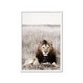 Picture of Lion Stare _GroupedProduct_Rectangle_Portrait_Photography _GroupedProduct_Rectangle_Portrait_Framed_Matted_