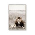Picture of Lion Stare _GroupedProduct_Rectangle_Portrait_Photography _GroupedProduct_Rectangle_Portrait_Framed_Matted_