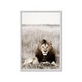 Picture of Lion Stare _GroupedProduct_Rectangle_Portrait_Photography _GroupedProduct_Rectangle_Portrait_Framed_Matted_