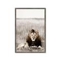 Picture of Lion Stare _GroupedProduct_Rectangle_Portrait_Photography _GroupedProduct_Rectangle_Portrait_Framed_Matted_